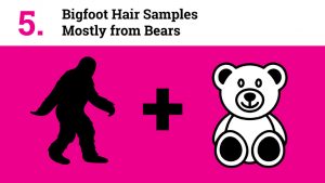 Bigfoot Hair Samples Mostly from Bears