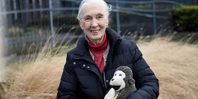 Featured image for the post: A Q&A with Dr. Jane Goodall