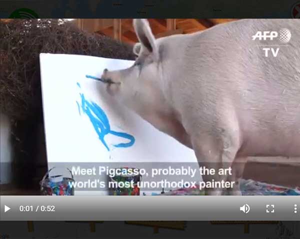 myON News screenshot - pig photo